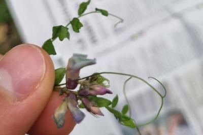 <i>Vicia sepium</i>