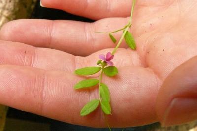 <i>Vicia sativa</i>