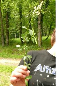 <i>Ligustrum vulgare</i>