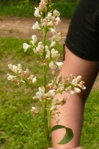 <i>Ligustrum vulgare</i>