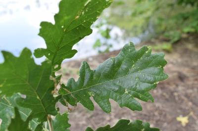 <i>Quercus pubescens</i>