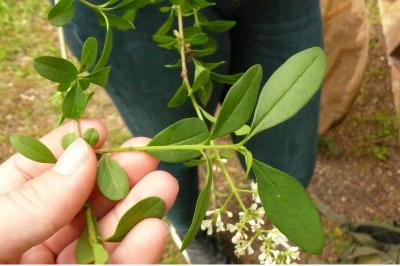<i>Ligustrum vulgare</i>