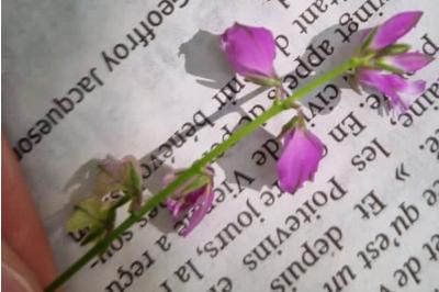 <i>Polygala vulgaris</i>