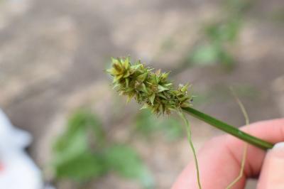<i>Carex otrubae</i>