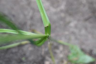 <i>Carex otrubae</i>