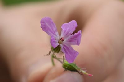 <i>Geranium robertianum</i>