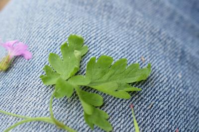 <i>Geranium robertianum</i>