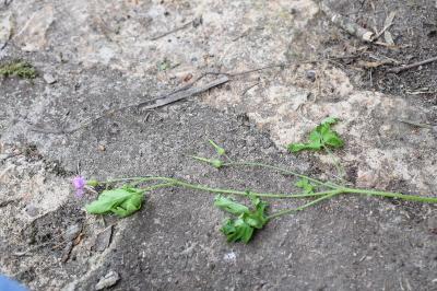 <i>Geranium robertianum</i>