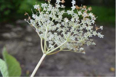 <i>Sambucus nigra</i>