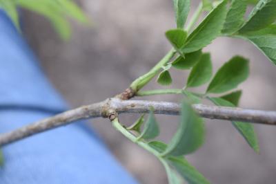 <i>Sambucus nigra</i>