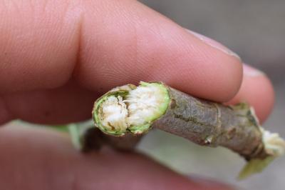 <i>Sambucus nigra</i>