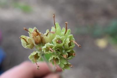 <i>Primula veris</i>