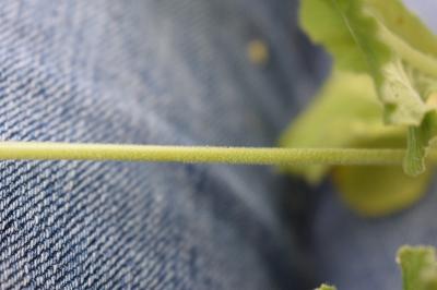 <i>Primula veris</i>