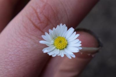 <i>Bellis perennis</i>