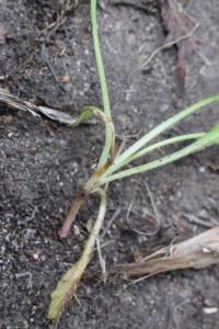 <i>Bellis perennis</i>
