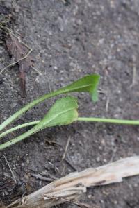 <i>Bellis perennis</i>