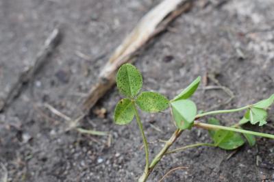 <i>Trifolium repens</i>