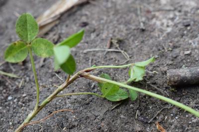 <i>Trifolium repens</i>