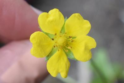 <i>Potentilla reptans</i>