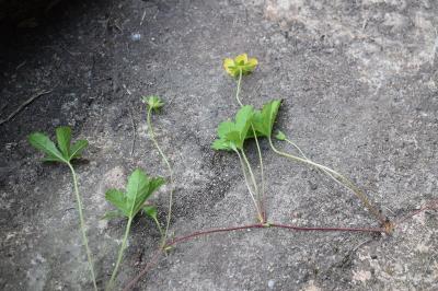 <i>Potentilla reptans</i>