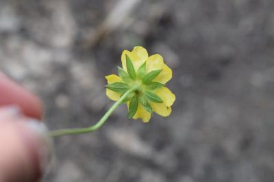 <i>Potentilla reptans</i>