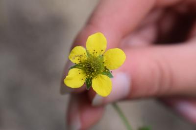 <i>Geum urbanum</i>