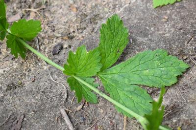 <i>Geum urbanum</i>