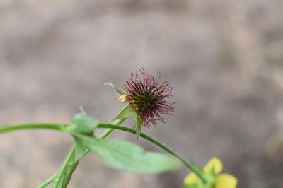 <i>Geum urbanum</i>