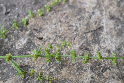 <i>Rumex sanguineus</i>