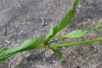 <i>Rumex sanguineus</i>