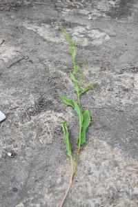 <i>Rumex sanguineus</i>