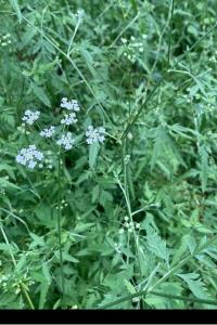 <i>Chaerophyllum temulum</i>