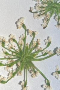 <i>Chaerophyllum temulum</i>