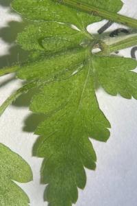 <i>Chaerophyllum temulum</i>