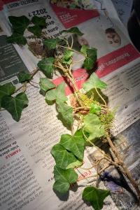 <i>Hedera helix</i>