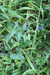 <i>Aegonychon purpurocaeruleum</i>