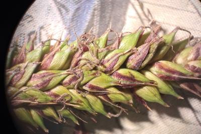 <i>Carex riparia</i>