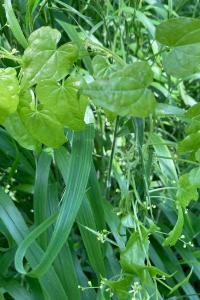 <i>Dioscorea communis</i>