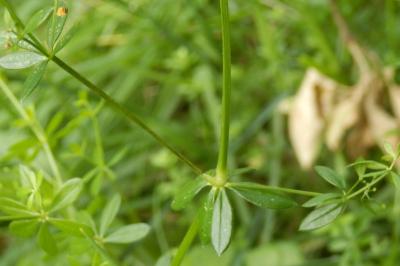 <i>Galium palustre</i>