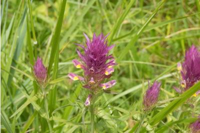 <i>Melampyrum arvense</i>