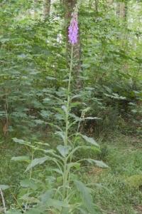 <i>Digitalis purpurea</i>