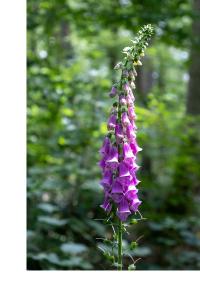 <i>Digitalis purpurea</i>