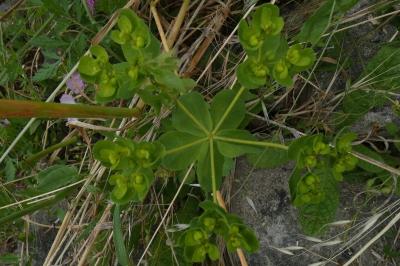 <i>Euphorbia helioscopia</i>