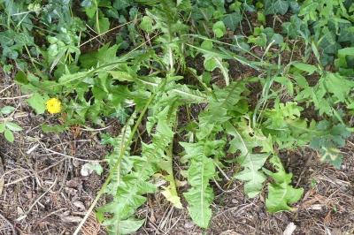 <i>Taraxacum officinale</i>