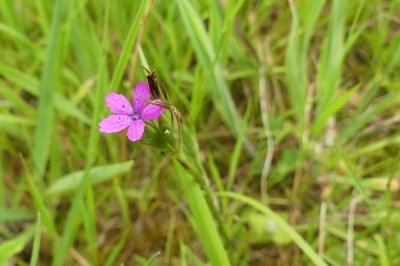 <i>Dianthus armeria</i>