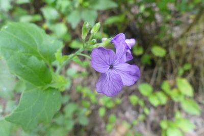 <i>Lunaria annua</i>