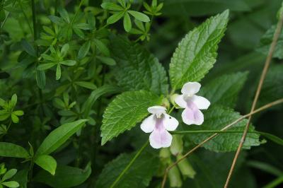 <i>Melittis melissophyllum</i>