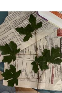 <i>Acer campestre</i>