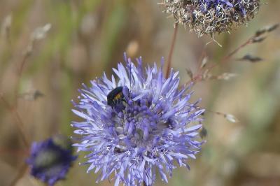 <i>Jasione montana</i>