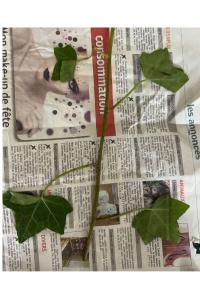 <i>Hedera helix</i>